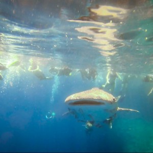 Requin baleine -Koh Haa le 19/02/2013 Requin baleine -Koh Haa le 19/02/2013