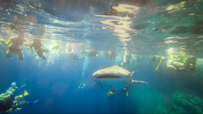 Requin baleine -Koh Haa le 19/02/2013