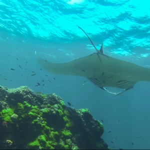 Manta à Hin Deang/Hin Muang le 06/03/2014 Manta à Hin Deang/Hin Muang le 06/03/2014