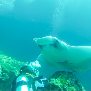 Manta à Hin Deang/Hin Muang le 06/03/2014 Manta à Hin Deang/Hin Muang le 06/03/2014