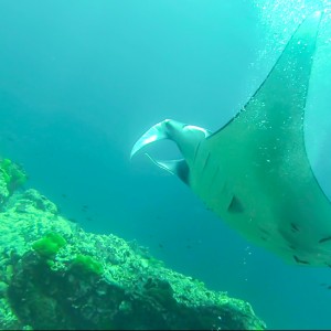 Manta à Hin Deang/Hin Muang le 06/03/2014 Manta à Hin Deang/Hin Muang le 06/03/2014