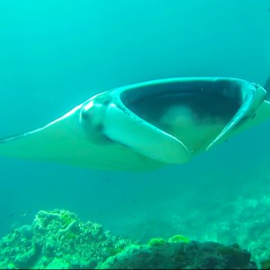 Manta à Hin Deang/Hin Muang le 06/03/2014 Manta à Hin Deang/Hin Muang le 06/03/2014