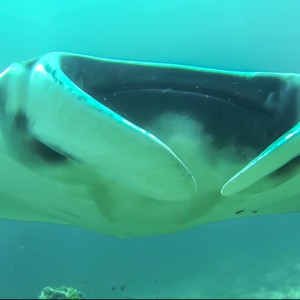 Manta à Hin Deang/Hin Muang le 06/03/2014 Manta à Hin Deang/Hin Muang le 06/03/2014