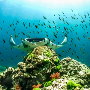 Manta à Hin Deang/Hin Muang Manta à Hin Deang/Hin Muang