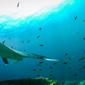 Manta à Hin Deang/Hin Muang Manta à Hin Deang/Hin Muang
