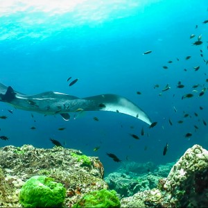 Manta à Hin Deang/Hin Muang Manta à Hin Deang/Hin Muang