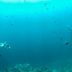 Manta à Hin Deang/Hin Muang Manta à Hin Deang/Hin Muang