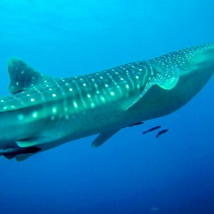 Requin baleine – Hin Muang le 10/02/2013 Requin baleine - Hin Muang le 10/02/2013