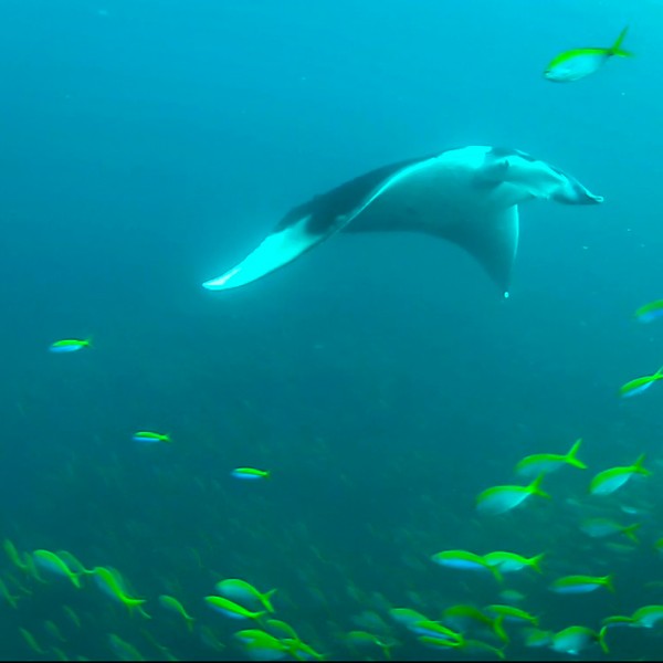 Manta à Hin Daeng Manta à Hin Daeng