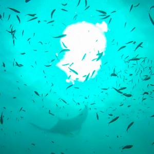 Manta à Hin Deang/Hin Muang le 06/03/2014 Manta à Hin Deang/Hin Muang le 06/03/2014