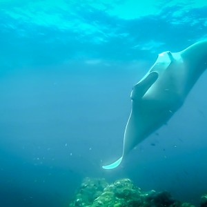 Manta à Hin Deang/Hin Muang le 06/03/2014 Manta à Hin Deang/Hin Muang le 06/03/2014