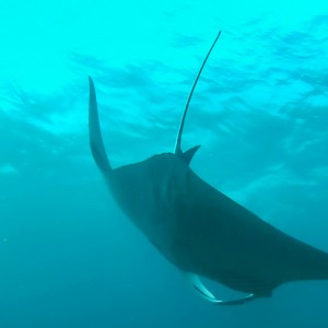 Manta à Hin Deang/Hin Muang le 06/03/2014 Manta à Hin Deang/Hin Muang le 06/03/2014