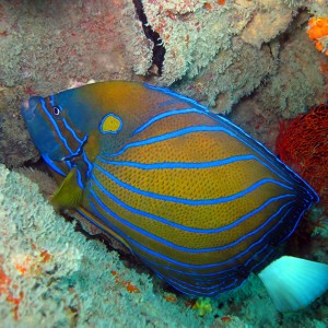 angel-fish-pulau-kecil angel-fish-pulau-kecil