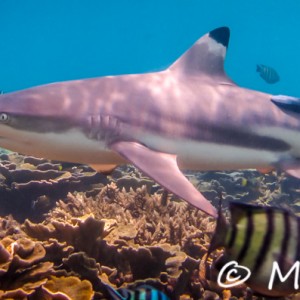 Black tips shark Black tips shark