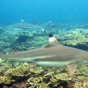 Black tips shark Black tips shark