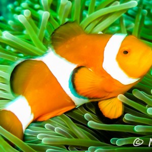 Poisson clown Poisson clown