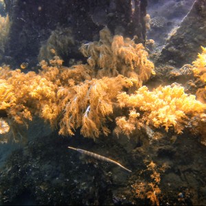 japanese-wreck-11 japanese-wreck-11