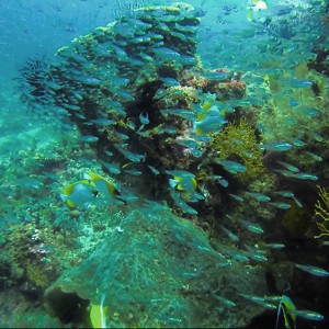 japanese-wreck-2 japanese-wreck-2