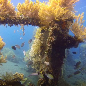 japanese-wreck-4 japanese-wreck-4