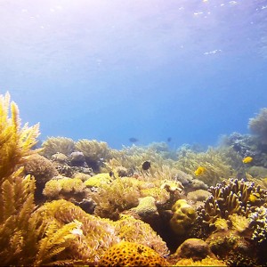 japanese-wreck-6 japanese-wreck-6