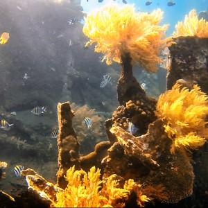 japanese-wreck-8 japanese-wreck-8