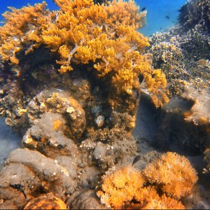 japanese-wreck-9 japanese-wreck-9