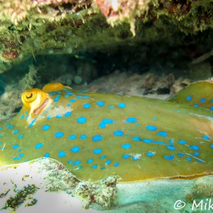 Raie à points bleus Raie à points bleus