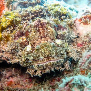 Scorpion fish Scorpion fish