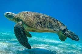 tortue-pulau-kecil