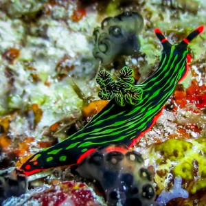 Nudibranche (Nembrotha kubaryana) Nudibranche (Nembrotha kubaryana)