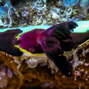 Nudibranche (Nembrotha Purpureolineolata) Nudibranche (Nembrotha Purpureolineolata)