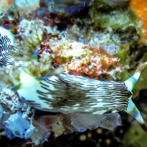 Nudibranche (Nembrotha lineolata) Nudibranche (Nembrotha lineolata)