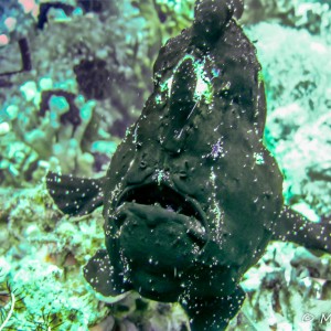 Poisson grenouille Poisson grenouille