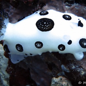 Nudibranche (Jorunna funebris) Nudibranche (Jorunna funebris)