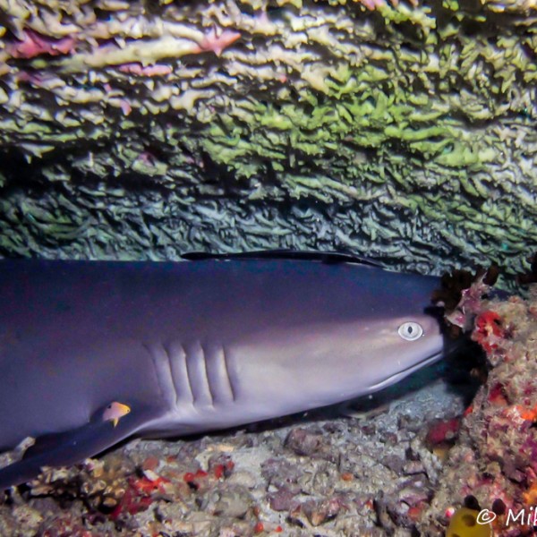Requin pointe blanche Requin pointe blanche