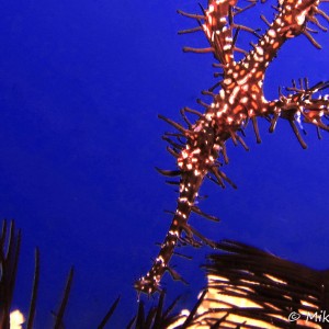 Poisson fantôme Poisson fantôme