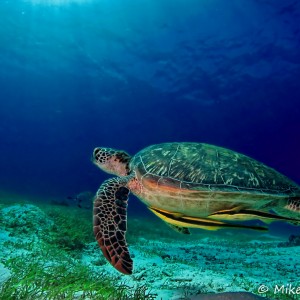 Tortue verte (Chelonia mydas), Balicasag Island, Philippines Tortue verte (Chelonia mydas), Balicasag Island, Philippines