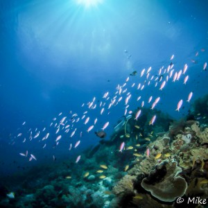 Tout plein de petits poissons Tout plein de petits poissons