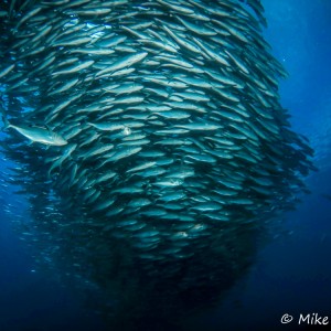 Banc de carangues Banc de carangues