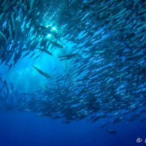 Banc de carangues Banc de carangues