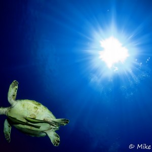 Tortue verte (Chelonia mydas), Balicasag Island, Philippines Tortue verte (Chelonia mydas), Balicasag Island, Philippines