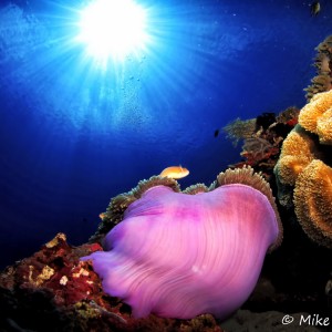 Poisson clown dans son anémone Poisson clown dans son anémone