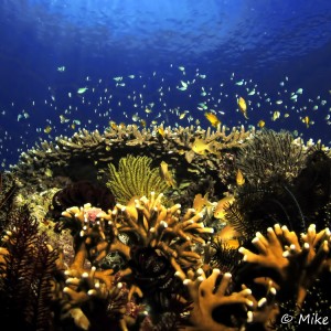 De jolis coraux De jolis coraux