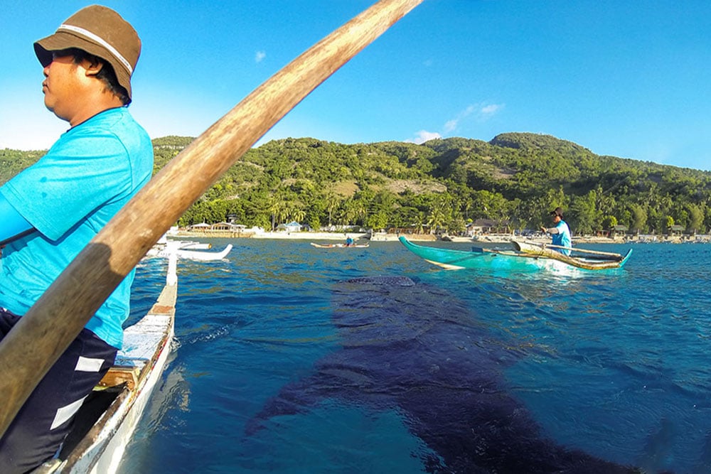 Feeding requin-baleine Oslob