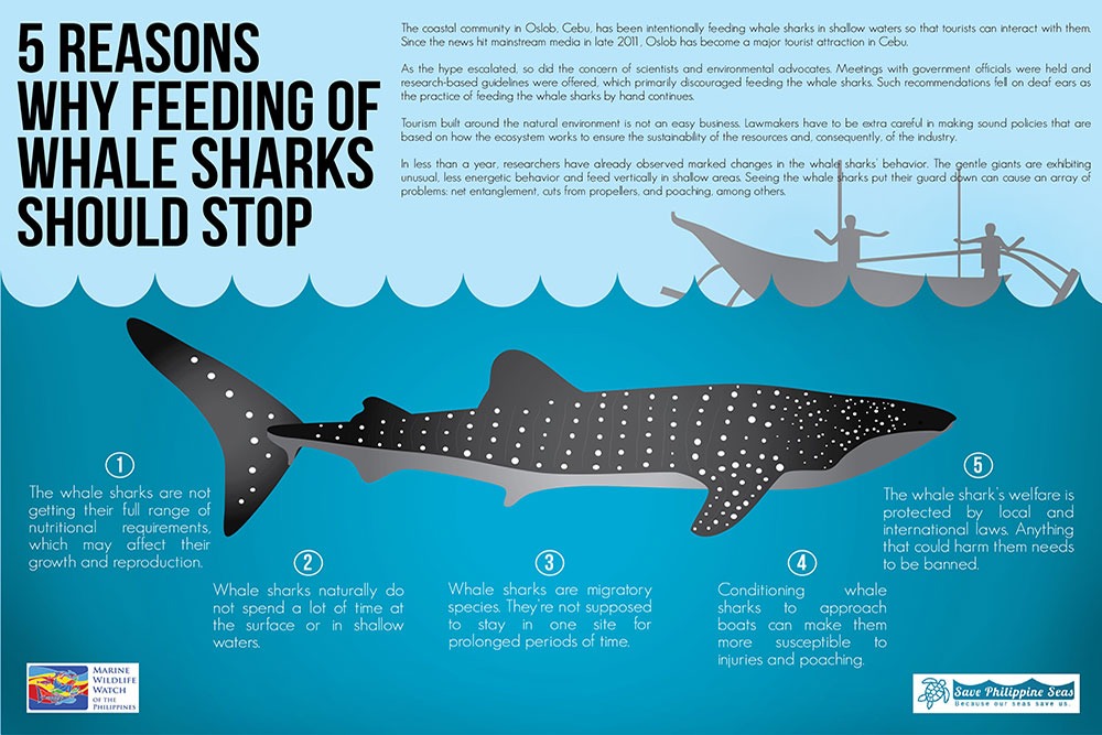 5 reason why feeding of whale sharks should stop