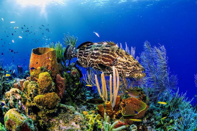plongée aux îles Canaries