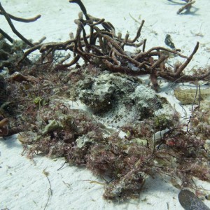 10313455_1543632132547652_6381089440426774482_n