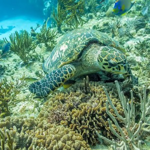 10532925_1543203885923810_1439236224653721362_n