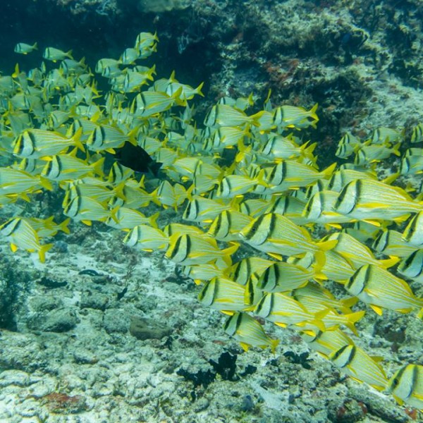 10698511_1543632412547624_3250471056926383070_n