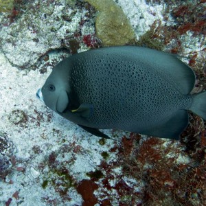 10702078_1543203539257178_788514662503669491_n